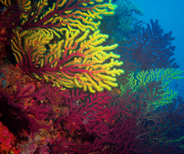 top_bijou-inspiration-collection-corail-coraux-fonds-marins-marine.jpg
